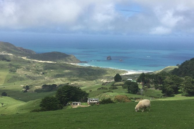 Dunedin City Highlights, Otago Peninsula Scenery & Albatross Guided Tour - Dunedin’s buildings and railway station