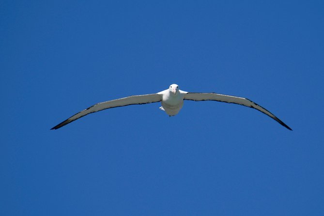 Dunedin City Highlights, Otago Peninsula Scenery & Albatross Guided Tour - Portobello Road and the first Otago Peninsula views