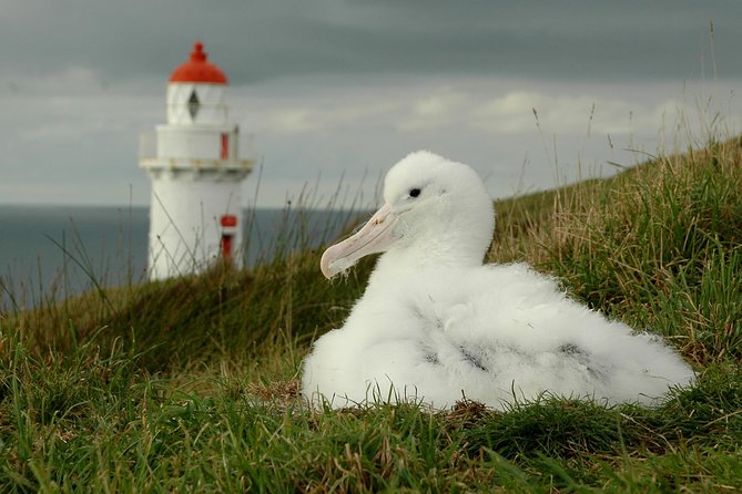 Dunedin City Highlights, Otago Peninsula Scenery & Albatross Guided Tour - The Royal Albatross Centre visit
