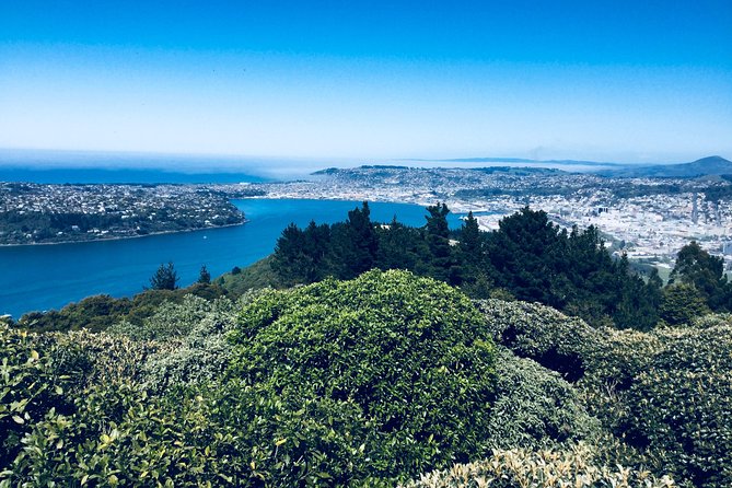 Dunedin City Highlights, Otago Peninsula Scenery & Albatross Guided Tour - A brief botanical pause in Dunedin