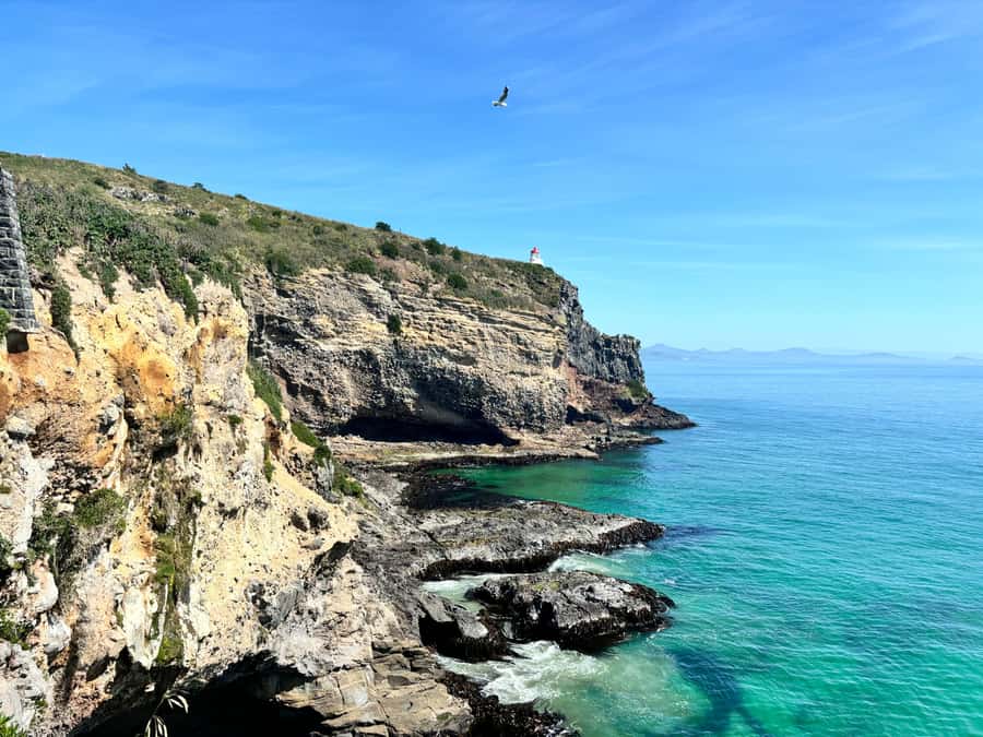 Dunedin City & Otago Peninsula Scenery Day Tour - Follow the peninsula’s scenic roads