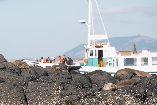 Dunedin City to Sea Wildlife Cruise + Peninsula Bus Tour - Key points at a glance
