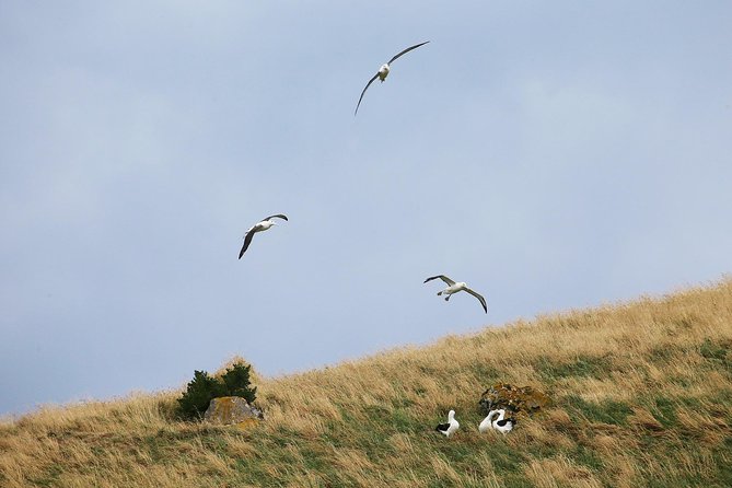 Dunedin City to Sea Wildlife Cruise + Peninsula Bus Tour - The peninsula bus tour from October through April