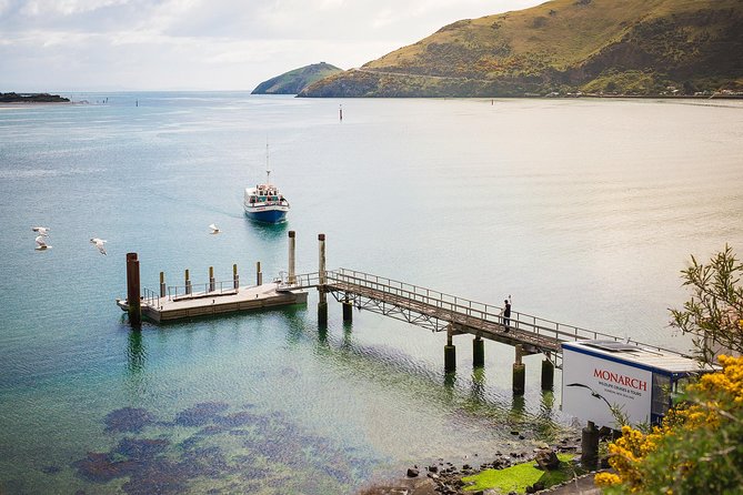 Dunedin City to Sea Wildlife Cruise + Peninsula Bus Tour - Who will enjoy this experience most?