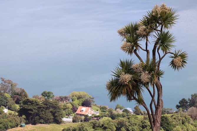 Dunedin City, Wildlife and Larnach Castle - What $161.35 buys you