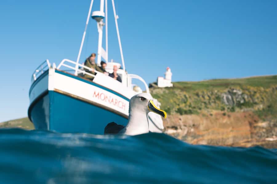 Dunedin: Monarch - One Hour Wildlife Cruise - Why the royal albatross is the main event