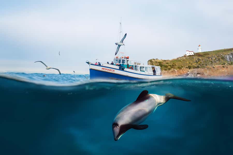 Dunedin: Monarch - One Hour Wildlife Cruise - Taiaroa Head lighthouse and volcanic cliffs