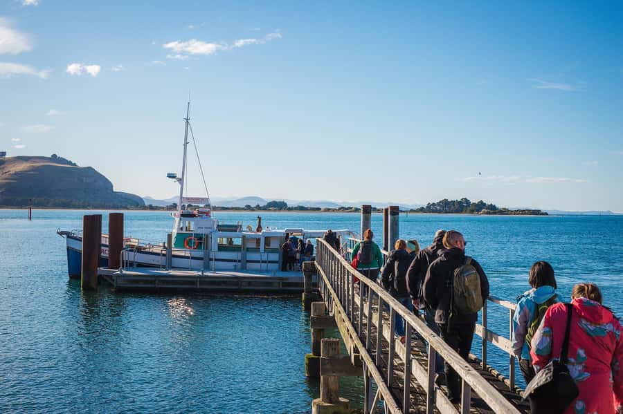 Dunedin: Monarch - One Hour Wildlife Cruise - Fur seals on the rocky outcrops