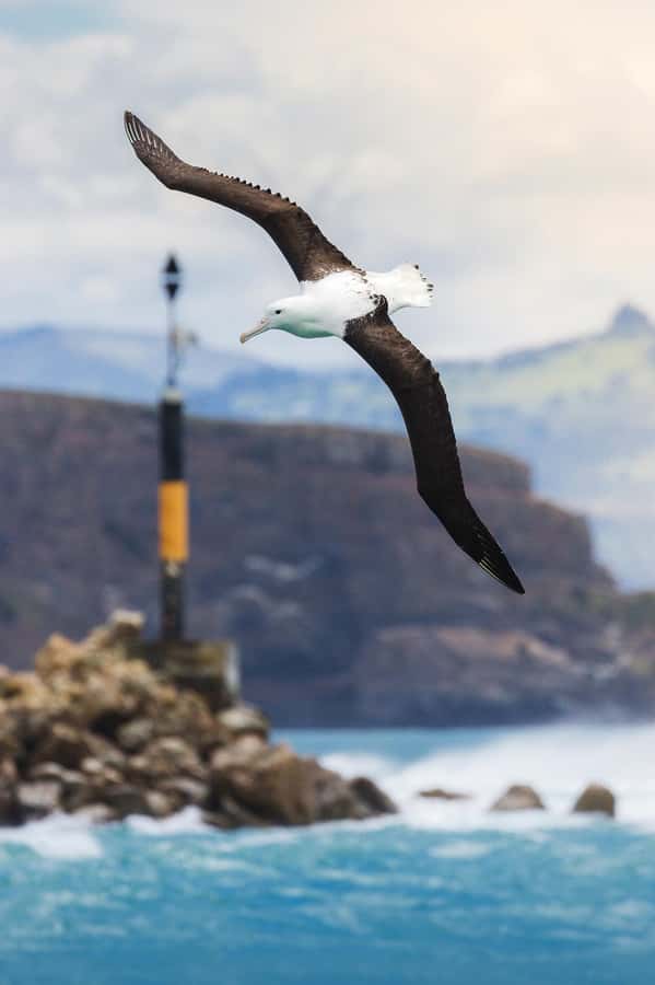 Dunedin: Monarch - One Hour Wildlife Cruise - A short push into the Pacific Ocean