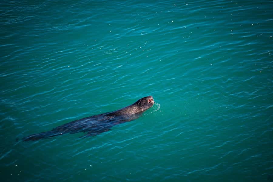 Dunedin: Monarch - One Hour Wildlife Cruise - The crew and the feel on board