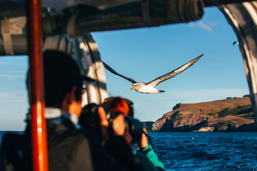 Dunedin: Monarch - One Hour Wildlife Cruise - Weather, comfort, and seasickness