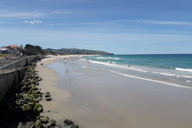 Dunedin Nature & City Tour – Full Day Cruise Excursion - Why this tour works well from Port Chalmers