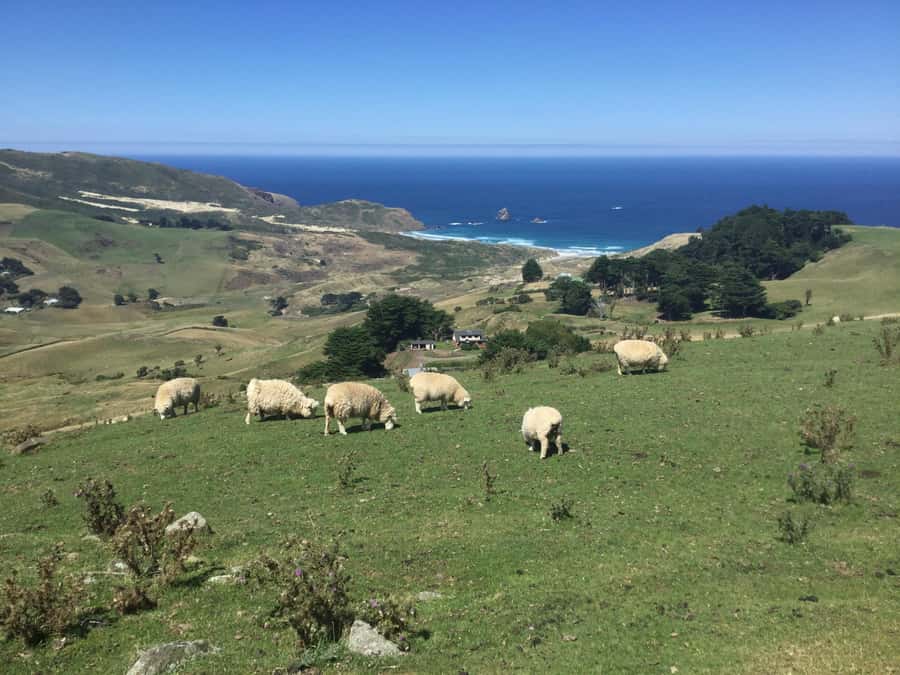 Dunedin: Otago Peninsula with Guided Penguin Reserve Tour - Key points to know before you book