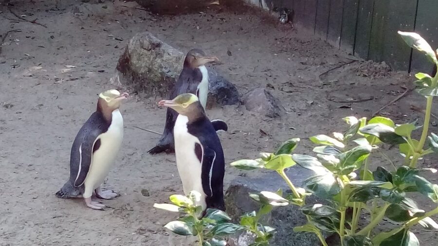 Dunedin: Otago Peninsula with Guided Penguin Reserve Tour - What to bring and who should book