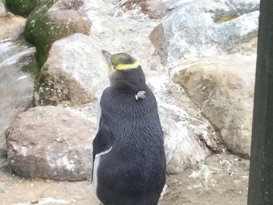 Dunedin: Otago Peninsula with Guided Penguin Reserve Tour - Highcliff Road and the Otago Peninsula views