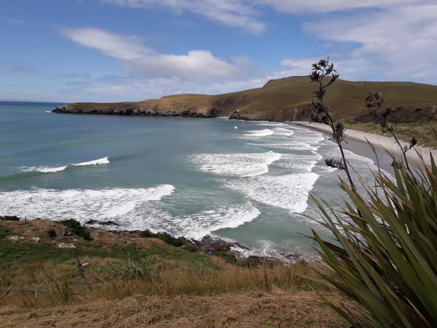 Dunedin: Otago Peninsula with Guided Penguin Reserve Tour - The low road return and the final port decision
