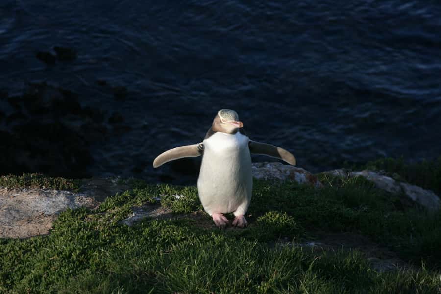 Dunedin: Otago Peninsula with Guided Penguin Reserve Tour - Baldwin Street and the first view of Dunedin