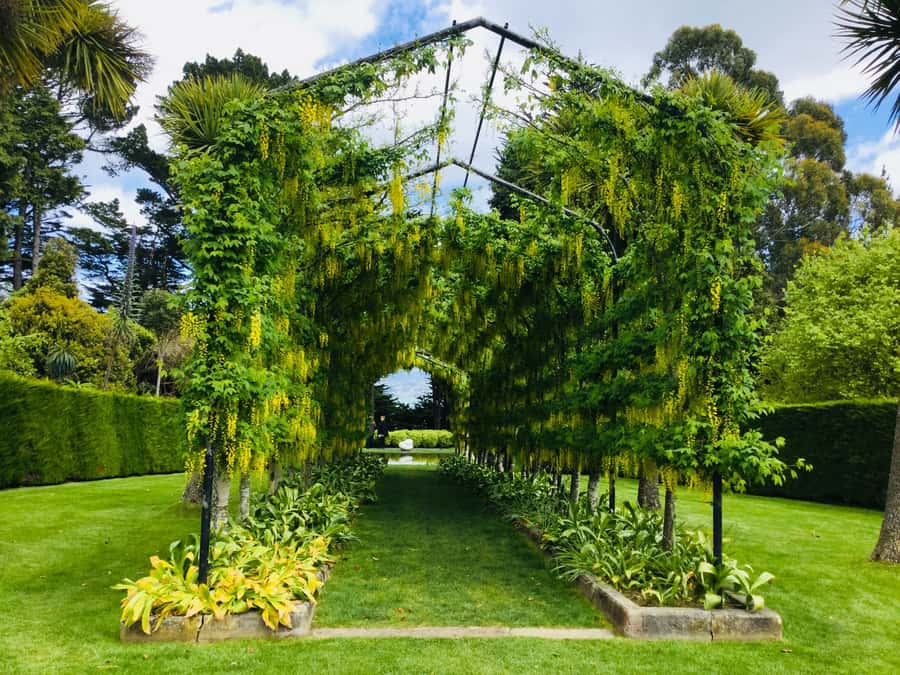 Dunedin: Peninsula with Lanarch Castle gardens & Olveston - Why this Dunedin tour works well from Port Chalmers