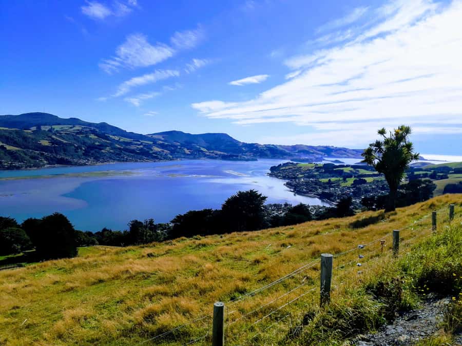 Dunedin: Peninsula with Lanarch Castle gardens & Olveston - Larnach Castle Gardens, with the castle building as an optional extra