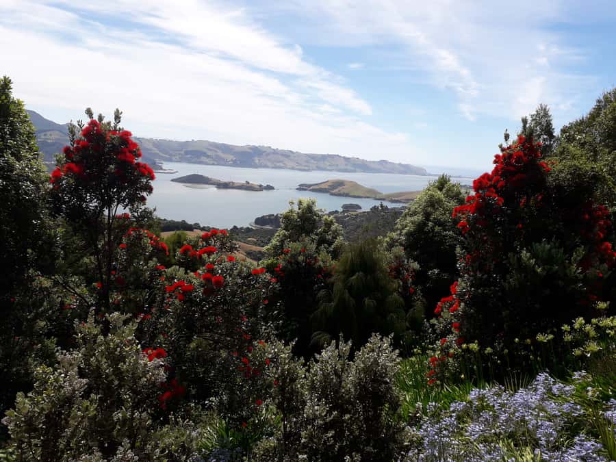 Dunedin: Peninsula with Lanarch Castle gardens & Olveston - What the $173 price includes