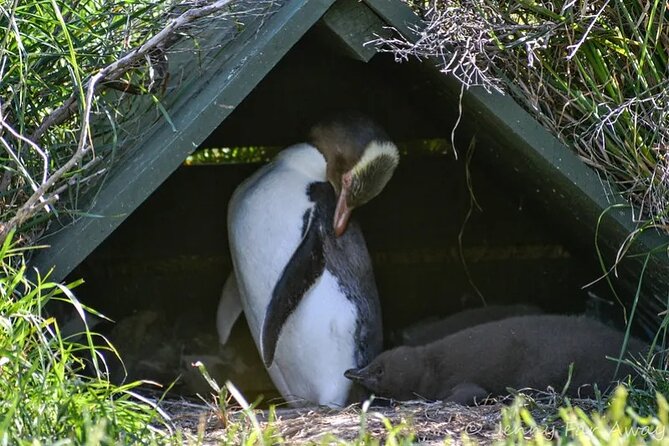 Dunedin Private Fullday Tour - Natures Wonders Naturally and the wildlife hour