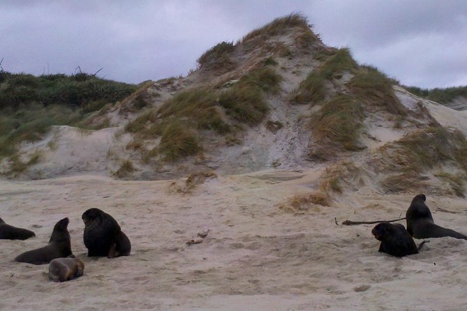 Dunedin Shore Excursion: Small-Group Tour of Dunedin and the Otago Peninsula - Key points at a glance