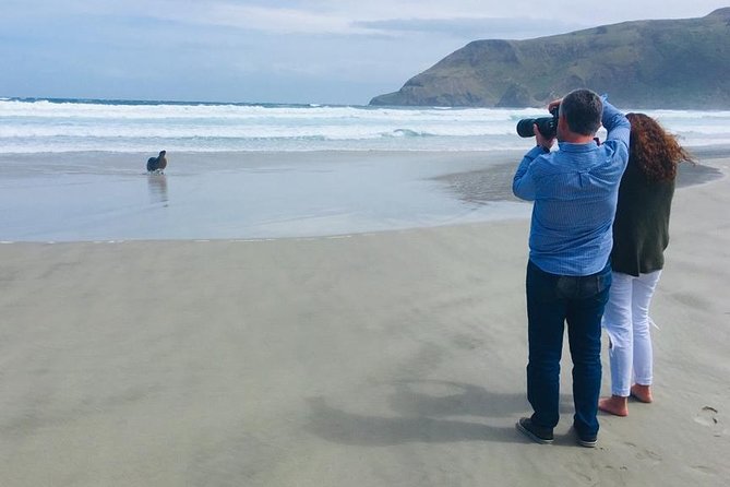 Dunedin Shore Excursion: Small-Group Tour of Dunedin and the Otago Peninsula - Why this tour works well from a cruise ship