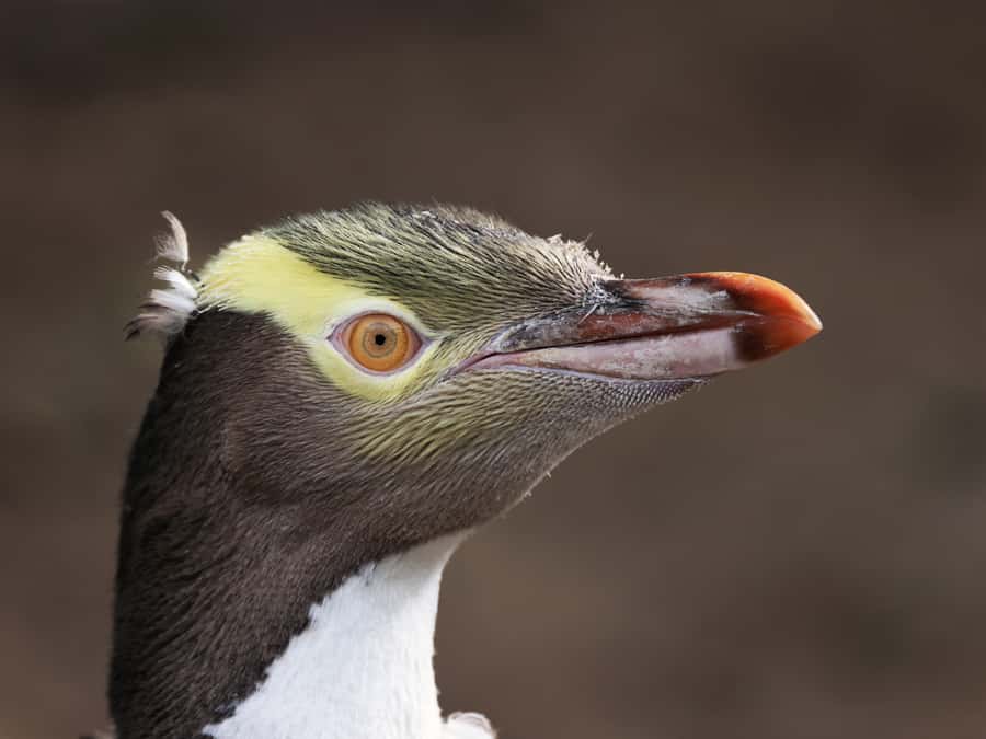 Dunedin: Wildlife and Penguin Tour - Key points to know before you go