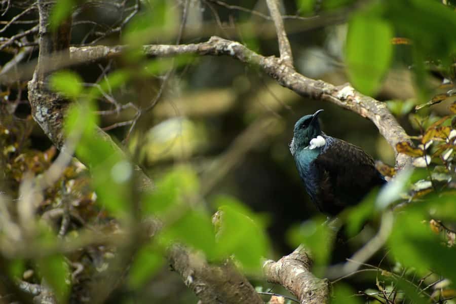 Dunedin: Wildlife and Penguin Tour - Why the Otago Peninsula matters