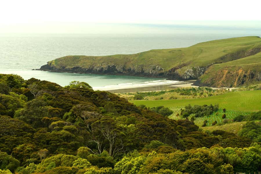 Dunedin: Wildlife and Penguin Tour - A careful look at the rehabilitation centre
