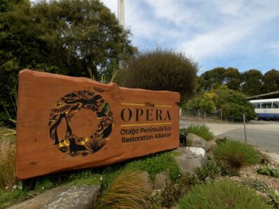 Wildlife and Penguin Tour