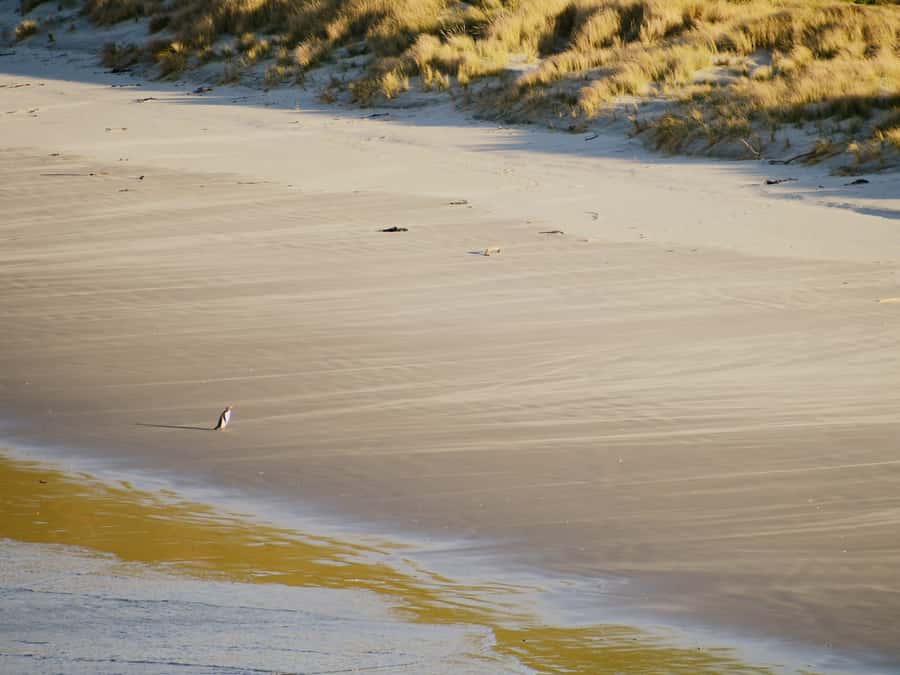 Dunedin: Wildlife and Penguin Tour - Weather, walking, and what to pack