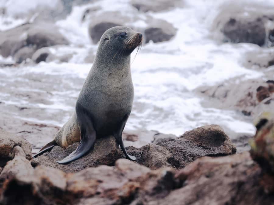 Dunedin: Wildlife and Penguin Tour - Who will enjoy this tour most