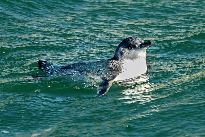 Dunedin Wildlife Cruise-Albatross, seals and harbour - Taiaroa Head and the albatross search