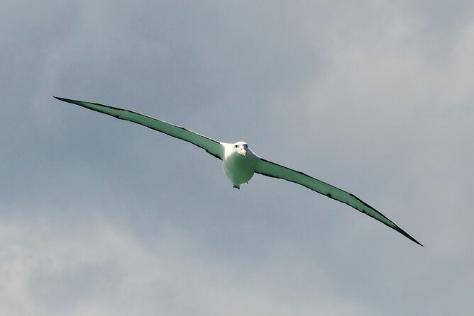 Dunedin Wildlife Cruise-Albatross, seals and harbour - Commentary from a working skipper