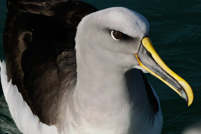 Dunedin Wildlife Cruise-Albatross, seals and harbour - Comfort, seating and what to wear