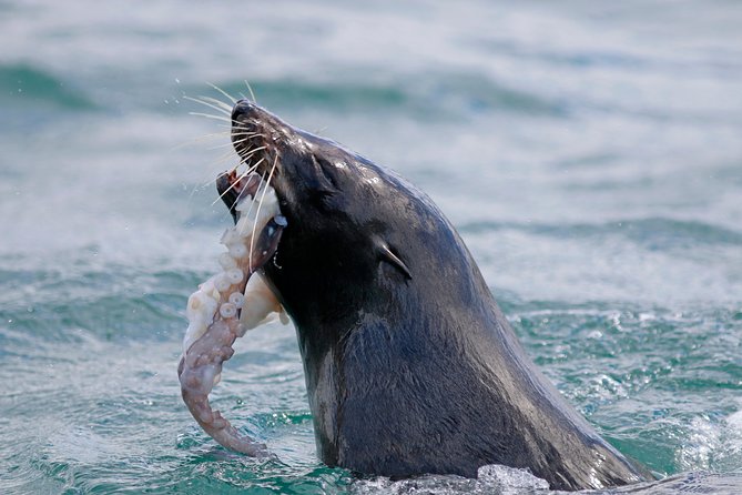 Dunedin Wildlife Cruise-Albatross, seals and harbour - Is $105.50 good value?