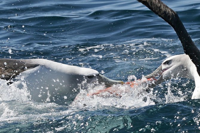 Dunedin Wildlife Cruise-Albatross, seals and harbour - Otago Peninsula, where harbour and ocean meet