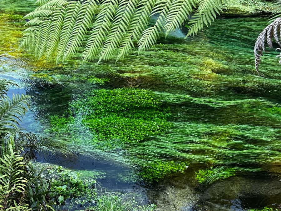 Ex Auckland: TE PUIA Geothermal, Redwood & Blue Springs - Tirau gives you a quick taste of small-town New Zealand