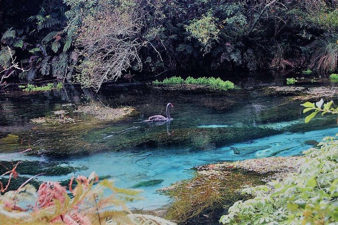 Explore The Lakes Tour - Hamurana Springs, clear water beneath the redwoods