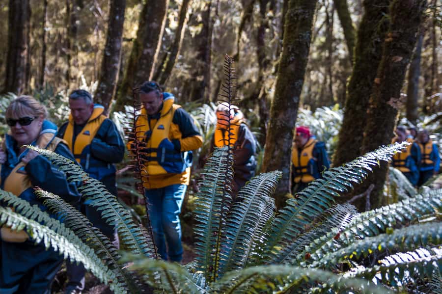 Fiordland: Jet Boat & Nature Walk Experience from Te Anau - The 75-minute ride from river rush to mountain calm