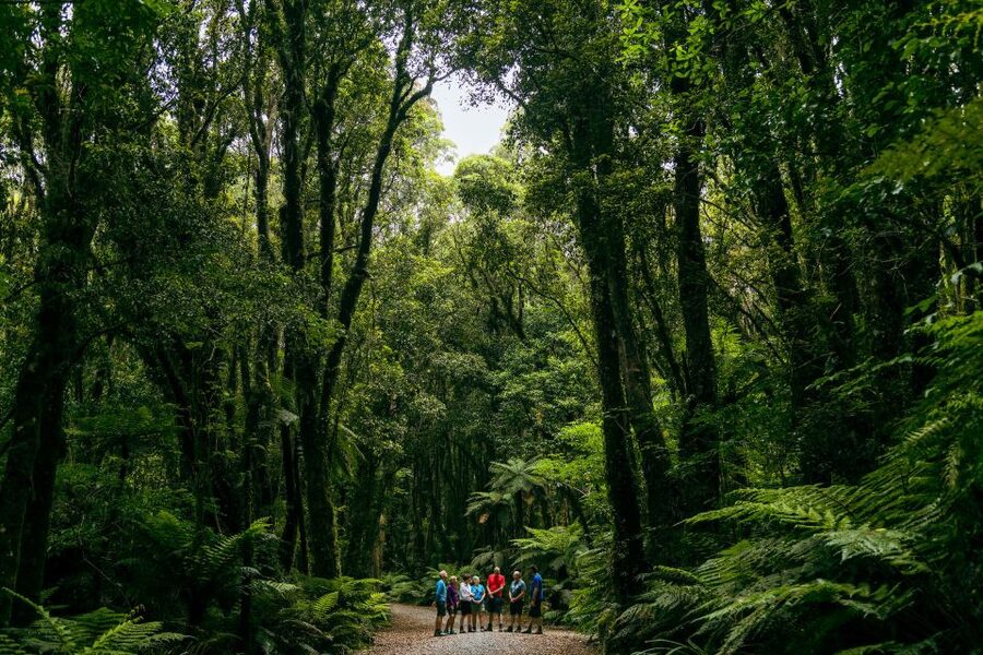 Fox Glacier: Half Day Walking & Nature Tour with Local Guide - Moraine, riverbed, and the story under your feet