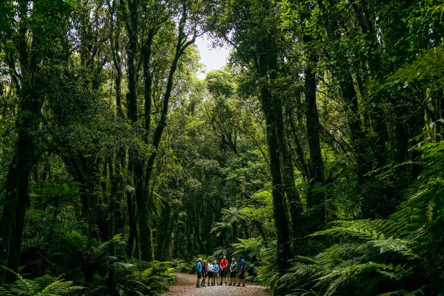 Fox Glacier: Half Day Walking & Nature Tour with Local Guide - Guide quality and the small-group advantage