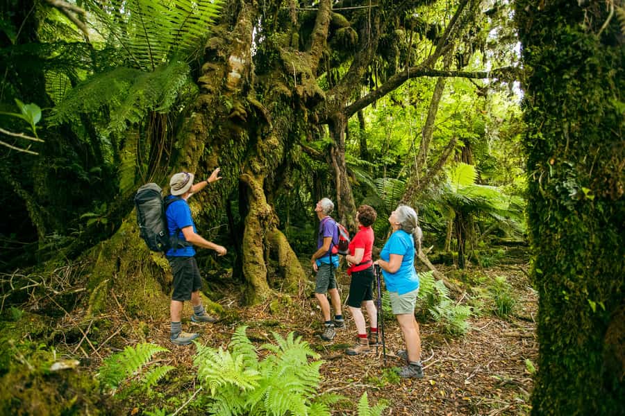Fox Glacier: Half Day Walking & Nature Tour with Local Guide - Wet-weather planning for the West Coast