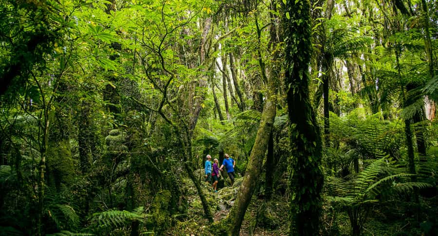 Fox Glacier: Half Day Walking & Nature Tour with Local Guide - The 30-minute ride into Fox Glacier Valley