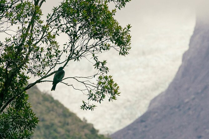 Fox Glacier Nature Tour - Riverbeds, moraine, and side trails