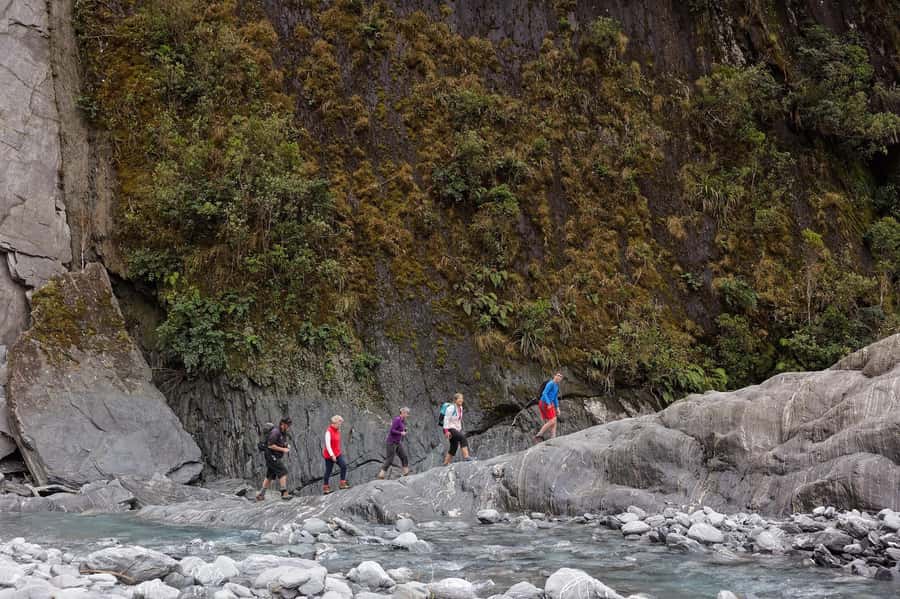 Franz Josef: Franz Josef Glacier Lookout Guided Walk - Under the podocarp canopy