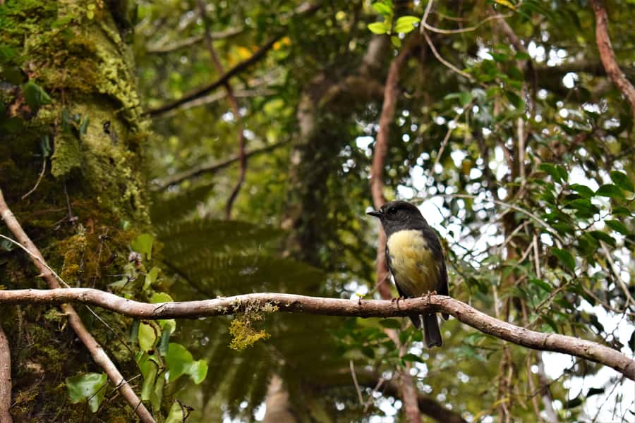 Franz Josef Glacier: 2.5-Hour Lake Mapourika Cruise and Walk - What the 400-meter rainforest walk is really like