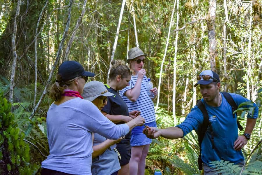 Franz Josef Glacier: 2.5-Hour Lake Mapourika Cruise and Walk - The 10-minute transfer from Main Road