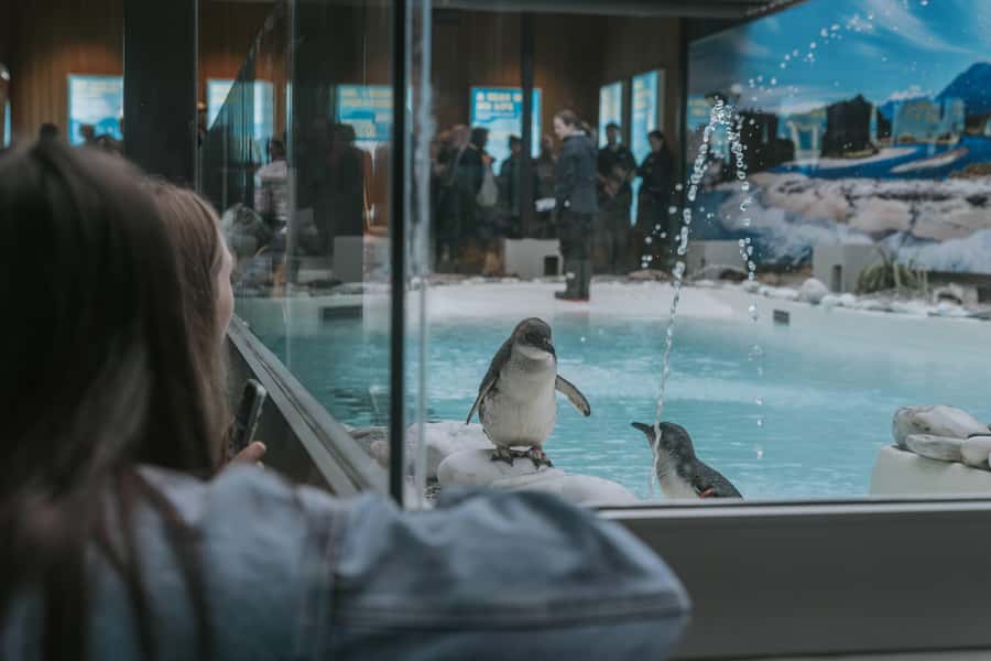 Franz Josef: West Coast Wildlife Centre Entry Ticket -48 hrs - The kiwi room and the rare birds it protects